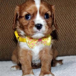 Cavalier King Charles Spaniel Puppy Ready by Christmas in Brooksville, fl