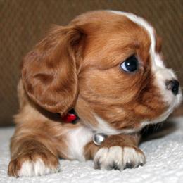 Cavalier King Charles Spaniel Puppy Ready Before Christmas in Brooksville, fl