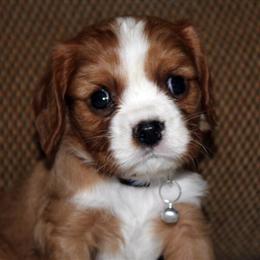 Cavalier King Charles Spaniel Puppy Ready by Christmas in Brooksville, fl