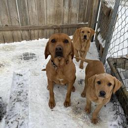 Purebred Labrador Retriever Puppies Available in Minneapolis, mn