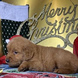 Golden Retriever Puppies Available in Beverly Hills, ca