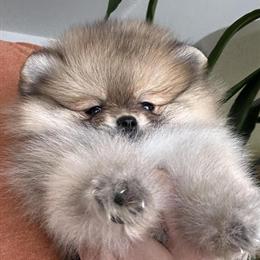 Pomeranian Puppies Available with Health Guarantee in Beverly Hills, ca