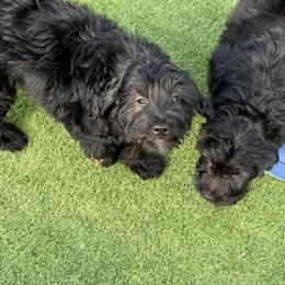 Goldendoodle Puppies Ready for Forever Homes in Loveland, oh