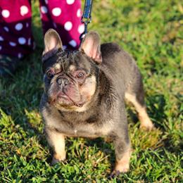 Male French Bulldog Lilac and Tan for Adoption in Richmond, va
