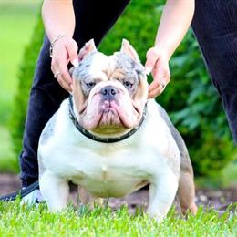 Male Exotic Bully - Unique Tri Merle Color, 3 Years Old in Richmond, va