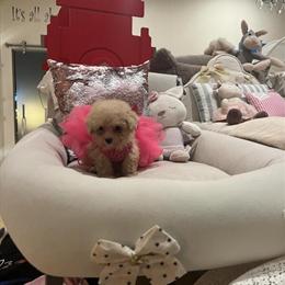 Teacup Poodle for Adoption in Detroit, mi