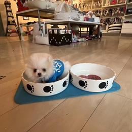Teacup Pomeranian Puppies Available for Valentine's Special in Detroit, mi