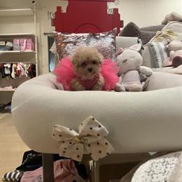 Teacup Female Poodle - Tiny and Playful in Detroit, mi