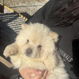 Chow Puppies for Adoption in Columbus, oh