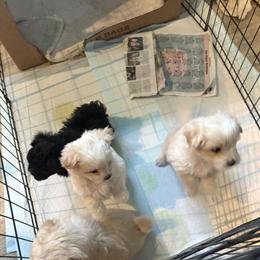 Shih Tzu Chihuahua Mix Puppies Ready for New Homes in Grand Rapids, mi