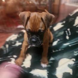 Male Boxer Puppy Ready for Adoption in Indianapolis, in