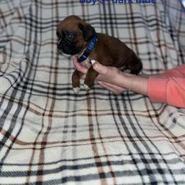Boxer Puppies from AKC Champion Lines in Indianapolis, in