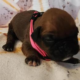 Boxer Puppies Available - AKC European, Born Feb 1, 2025 in Indianapolis, in