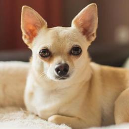 Looking for a Tan Chihuahua in Fort Mill, sc