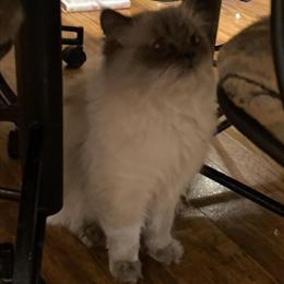 Himalayan Male Stud Blue Point Available for Rehoming in Allentown, pa