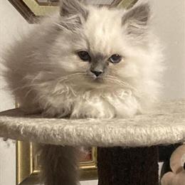 Himalayan Female Kitten Available for Christmas in Allentown, pa