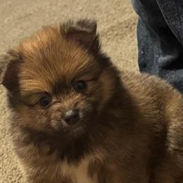 Pomeranian Puppies Ready for Their Forever Homes in Unionville, tn