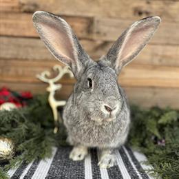 Flemish Giant Rabbit Doe Looking for a Loving Home in Pine Mountain, ga