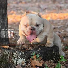 American Bully Micro Puppies for Sale - 6 Weeks Old in Grayson, ga