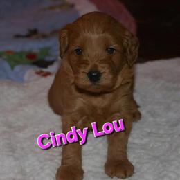 Mini Goldendoodle Puppies - 3 Females Available in Cincinnati, oh