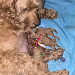 Cockapoo Puppies Ready for Christmas in Cincinnati, oh
