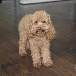 Toy Poodle Stud Service - AKC Registered in Cincinnati, oh