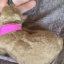 Toy Poodles for Adoption in Clemson, sc