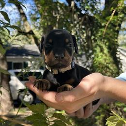 Doberman Female Puppy Ready for New Home on September 30 in Spring Hill, fl