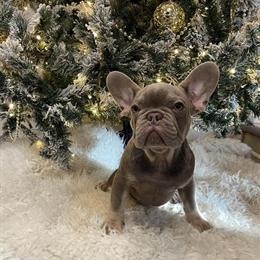 French Bulldog Puppy - 3 Months Old, AKC Registered, Ready for Holidays in Taylor, mi