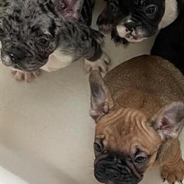 French Bulldog Puppies Available in Washington, dc