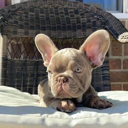 French Bulldog Puppies Available in Taylor, mi