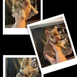 French Bulldog Puppies Ready Before Halloween in Taylor, mi