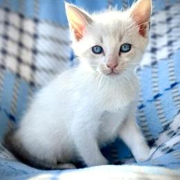 Siamese Kittens Ready for New Home Before Christmas in Inverness, fl