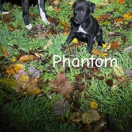 Pit Heeler Puppy - Last Female Available in Mancelona, mi