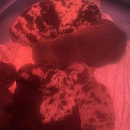 French Bulldogs Available Before Thanksgiving in Spartanburg, sc