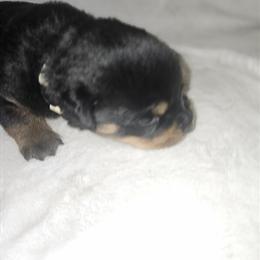 Rottweiler Puppies for Adoption in Albertville, al