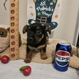 Teacup Male Morkie Available in Corbin, ky