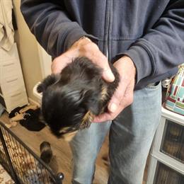 Teacup Male Yorkshire Terriers for Sale in Corbin, ky