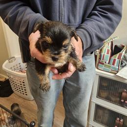 Male Yorkshire Terrier with Teddybear Face - 5 Months Old in Corbin, ky