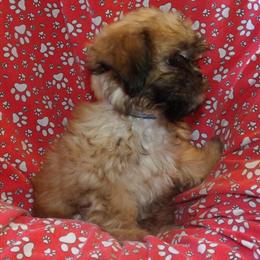 Teddy Bear Shih Tzu Theo Ready for His Forever Home in Paterson, nj