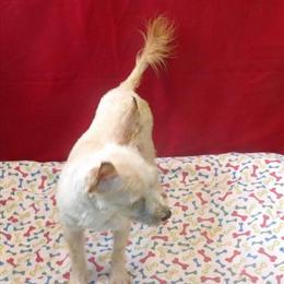 Morkie Stan: Adorable and Playful Companion for $535! in Paterson, nj