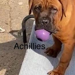 Cane Corso Male Puppies Available in Newark, nj