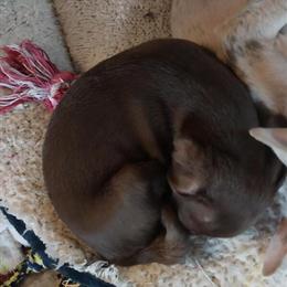 Chihuahua Male Puppy for Adoption in Kenosha, wi