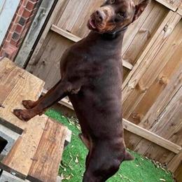 European Doberman Stud for Sale or Service - $1000 in Chicago, il