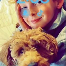 Miniature Poodle Looking for a New Home in Cincinnati, oh