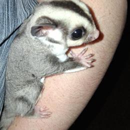 Sugar glider joeys available now in Sand Springs, ok
