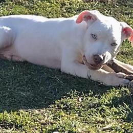 5 Month Old Puppies Available - 3 Girls and 2 Boys in Kankakee, il