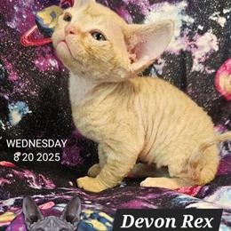Devon Rex Kittens with TICA Rights in Chicago, il