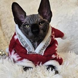 Sphynx Kittens with TICA Breeding Rights in Chicago, IL in Chicago, il