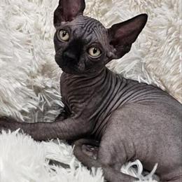 Sphynx Black Male Kitten with TICA Breeding Rights in Chicago, IL in Chicago, il